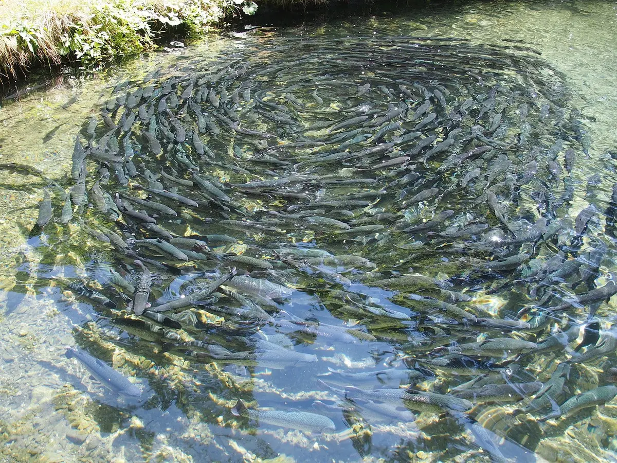 Mulai Bisnis Tambak Ikan: Panduan Lengkap untuk Sukses