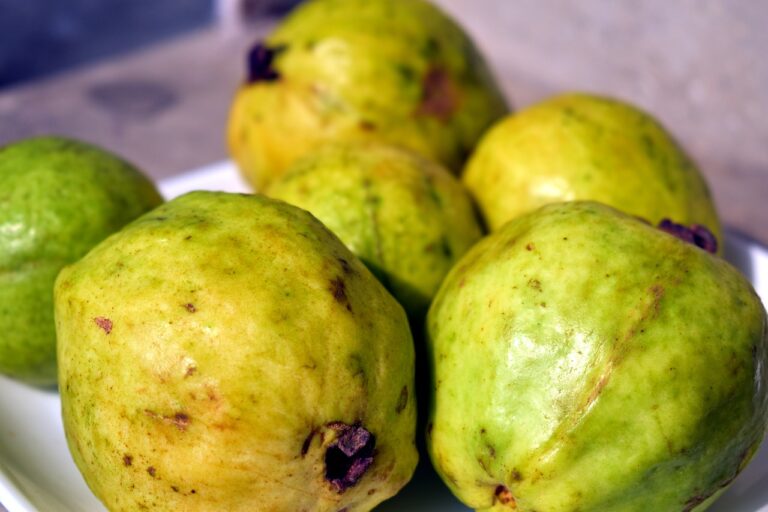 manfaat jambu biji