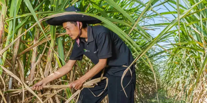 Inkubator Agripreneur Tebu: Program Inovatif Meningkatkan Produktivitas Pertanian Menuju Swasembada Gula 2028