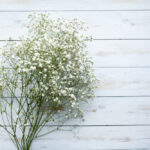 Bunga baby breath