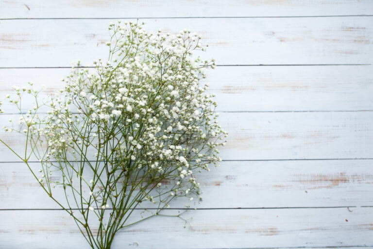 Bunga baby breath