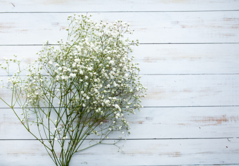 Bunga baby breath