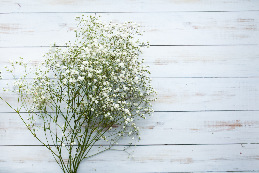 Bunga baby breath