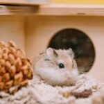 Memelihara hamster