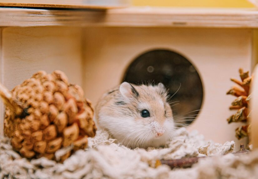 Memelihara hamster