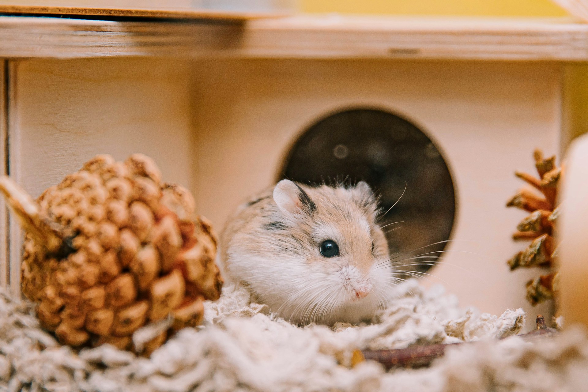 Memelihara hamster
