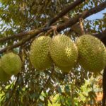 pohon durian