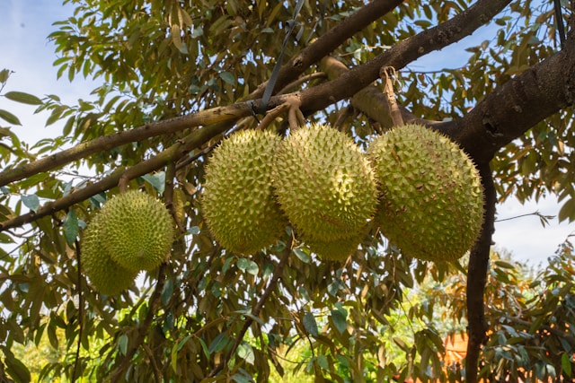 pohon durian