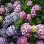 bunga hydrangea