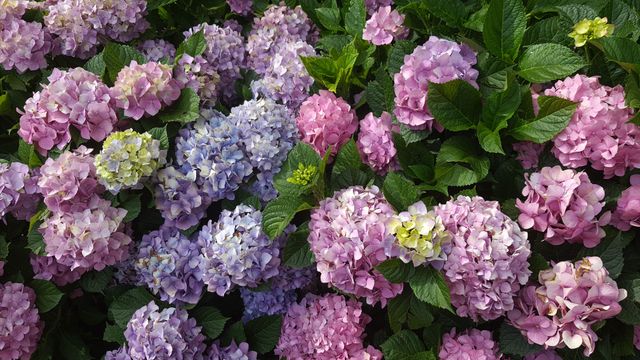 bunga hydrangea